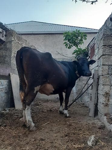 sumqayitda heyvan siginacagi: 3 qarına qara sves ineydi 15 gunu qalıb super heyvandi oz qapı malımdı — 2