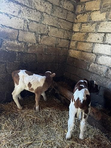 ətlik inək cinsləri: Biri erkək, biri dişi simmental buzovlardır. 4-5 günlükdürlər. Cins — 5
