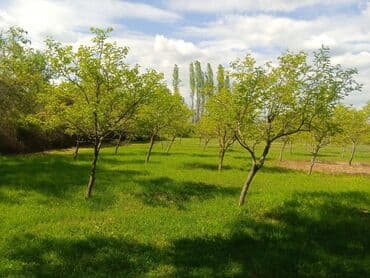 razinde torpaq: 45 sot, Biznes üçün, Mülkiyyətçi, Kupça (Çıxarış) — 1