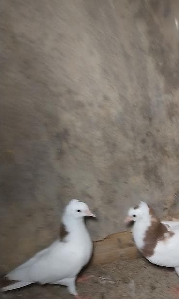 dekorativ quş: Hazir cut ballardi cutu 15 manat unvan Gence gondeemekde mumkundu — 5