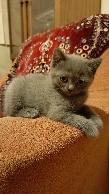 balaca it: Boz rəngli, qısa tüklü balaca pişik balası. - Rəng: bərabər tünd-boz — 2