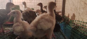 simental inek satilir: Bir həftəlik amerikan bronz və ağ kanada hinduşka balaları . anaları — 2