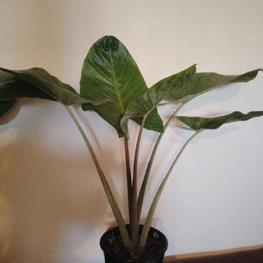 fil qulagi gulu: 10 və 8 azn Alocasia (Fil qulağı) dekorativ ev bitkisi - Növ — 3