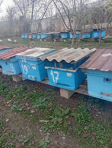 at satanlar: Ari ailəsi satilir ramkalar 23 luk və 29 luq ana arilar 25 ci ilin — 4