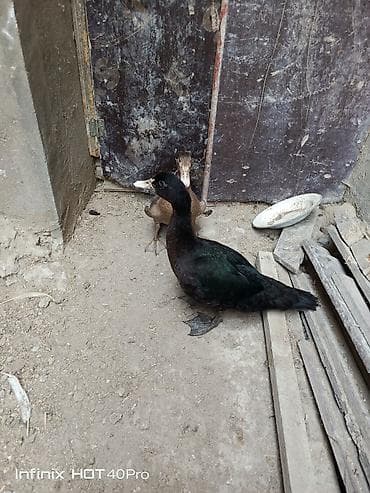 ev quş: 2 ay yarımlıq cins lal ördəklər satılır biri zümrüd biri fındıq rəng — 3