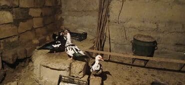 cins ineklerin qiymeti: 3 dene disdi 1 dene erkek disler 25 Manat erkek 35 Manat - Növ: musk — 5