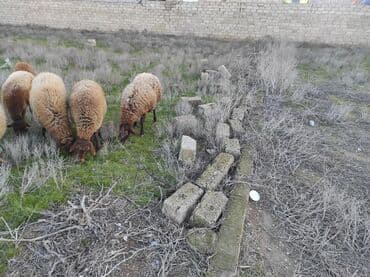 qoyun satışı: Dişi, Qala, il: 2, 80 kq, Damazlıq, Ünvandan götürmə — 2