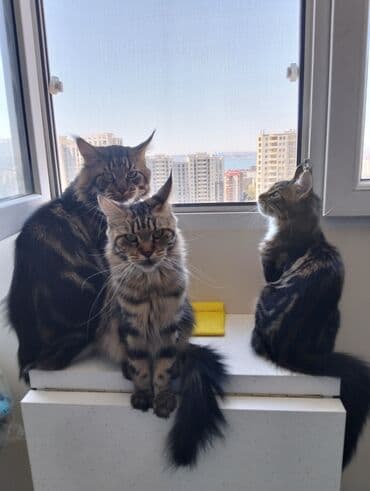 pisik yemeyi: Meyn-kun, Erkək, Dişi, Yaxşı əllərə — 7