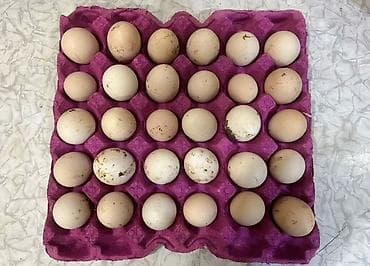 Təbii kənd toyuğu yumurtası - Yerli təsərrüfatdan gündəlik yığılan — 1