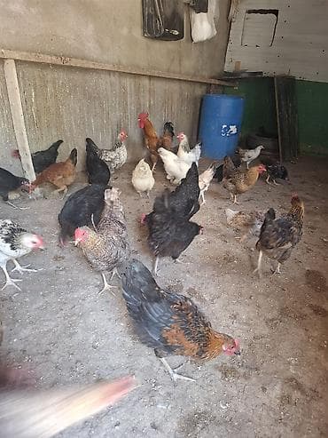 quşlar: Tecli satlir 10 toyug 13 colpa 1 balali toyug 6 dene balsiyla 10 gunuk — 8