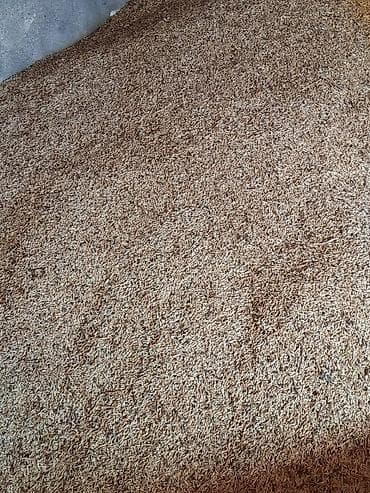 yasəmən ağacı satışı: Şamaxıda yerli məhsul qara torpaqda yetişmiş arpa satılır ( heyvan — 2