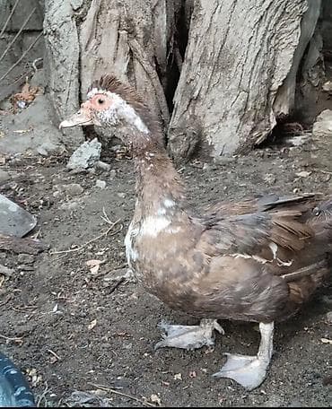 bildircin satisi: Dişi, | Lal ördək, Damazlıq — 3