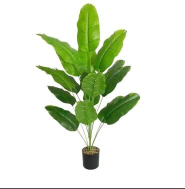 dekarativ guller: 🌸 İstədiyiniz dibçəyi, istədiyiniz ölçüdə yığırıq! 🏡 Evlər, ofislər — 14