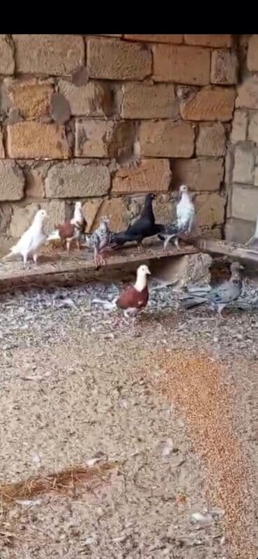 tuk tuk mmc: Her reng quş var.Qiymet goyercine gore deyisir.Bakidadirlar saf qan — 3