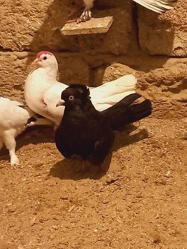 göyərçin satışı: Cins: Qara rəngli bəzək göyərçini (adi “toppuzlu/baş tüklü” tip) — 3