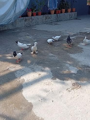 dəniz donuzu qiyməti: Tam sağlam quşlardi 2 cüt 2 bala 1 əbrəşdi altında 4 yumurtaları da — 7