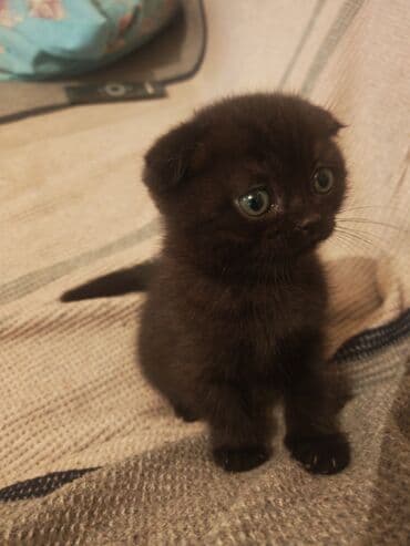 ağ pişiy: Şotland yastı qulaq, Dişi — 3