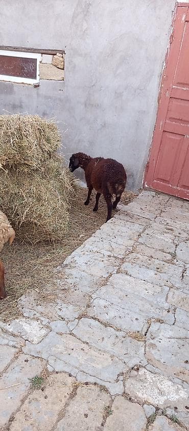 keçi çəpiş: Qoyun,quzuda dişidi,4ayliqdi
qiymət 450 manatdı — 2