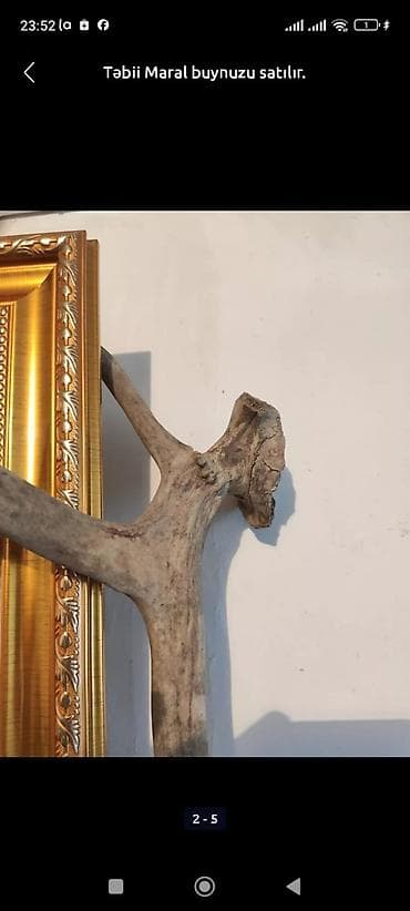 Buynuzlar: Təbii maral buynuzu - Dekor və kolleksiya üçün təbii maral buynuzu — 3