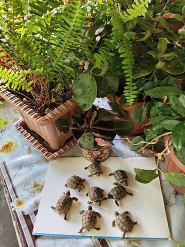 Kiçik qiru tısbağa - Şəkillərdə 8 ədəd balaca quru tısbağa görünür. -