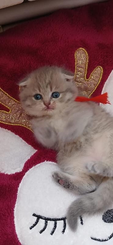 Balıqlar: Şinşilla, Erkək, Dişi, Ünvandan götürmə, Ödənişli çatdırılma, Rayonlara çatdırılma — 1