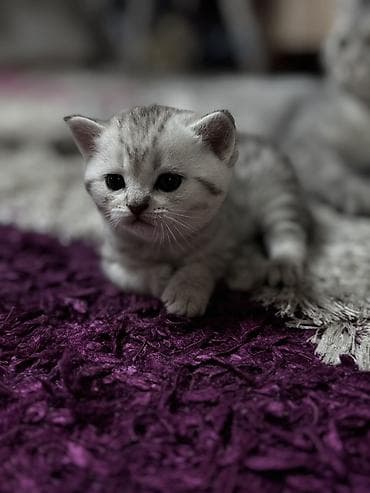 boz pişik adları: Şinşilla, Erkək, Dişi, Yaxşı əllərə, Pulsuz çatdırılma — 4