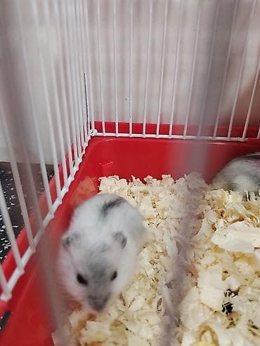 Heyvanlar üçün mallar: Cırtdan hamsterlər – qəfəs və aksesuarları ilə Məhsul təsviri: - — 8