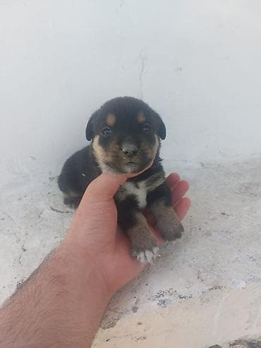 itlerin qiymeti ucuz: Zvonok, 1 ay, Dişi, Ünvandan götürmə — 4