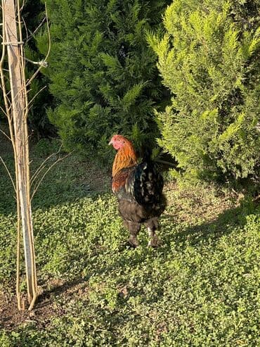 pişik satışı ucuz: Brama xoruzları. Biri 2 illik xoruz - 100₼ İkisi 7 aylıq xoruz — 5