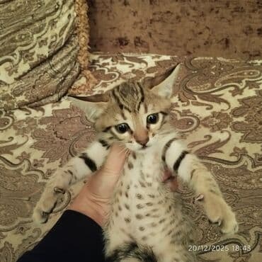 купить котенка бесплатно: В добрые руки — 8