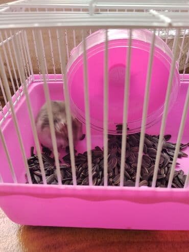 en ucuz gümüş: Hamster və qəfəs dəsti - Narinç çalarlı, ağ barmalı metal qəfəs (üst — 1