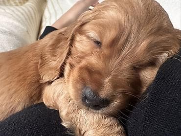 ov iti satilir: Koker spaniyel — 3