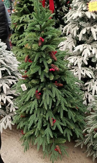 купить живую елку в баку: Yeni il ağacı 👍Yenidir say çoxdur, çatdırılma var Qiymət: 120 sm — 2