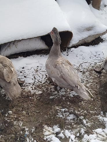 xaski it satisi: Muscovy (hind) ördəkləri – fərqli rəng çalarlarında - Şəkildə görünən — 3