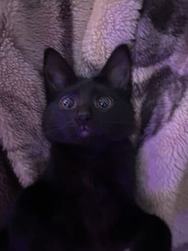 Dişi, Yaxşı əllərə