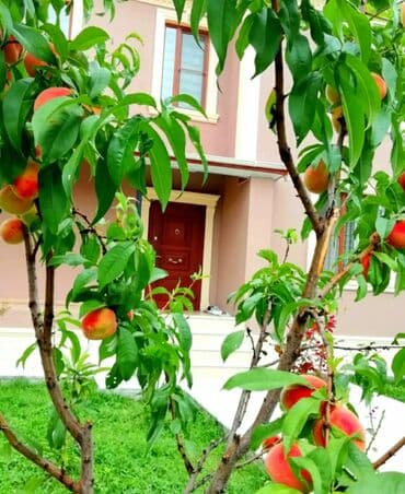 barter kupça: 150 м², 4 комнаты — 10