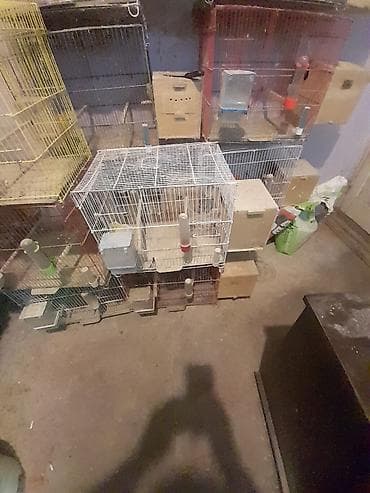 Gəmiricilər: Iran qefesi akilli yemqabi yuva folluq su qabi dest halda 10 manat — 3