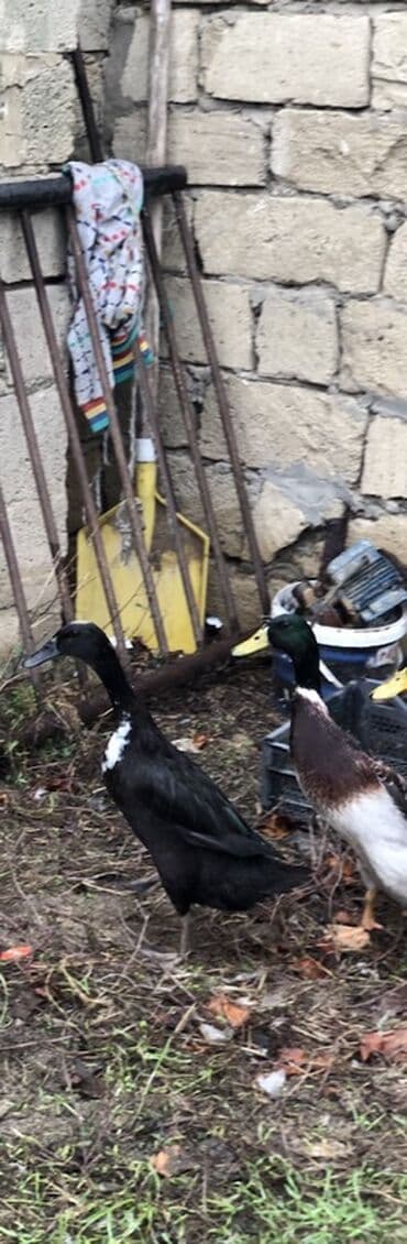 rakuşka satışı: Saxlama üçün hind toyuğu deyil – yerli ördəklər satılır. Pinqivinq — 4