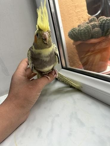 oğlan tutuquşu adları: Nymph paraket (cockatiel) – sarı çəlpaq və boz-qara naxışlı tüklər — 4