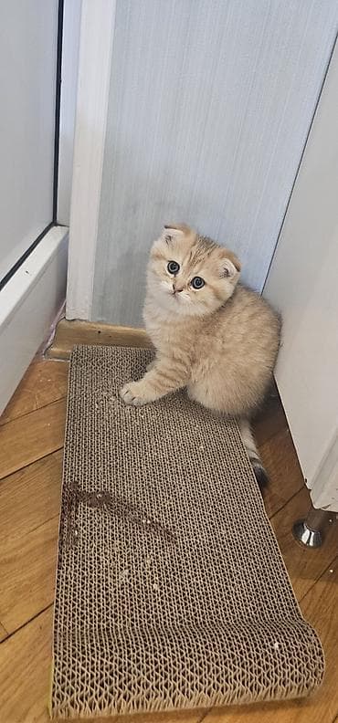 cucə yem qabı: Şotland, Erkək, Yaxşı əllərə, Ünvandan götürmə, Ödənişli çatdırılma — 2