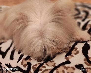 Животные: Мальтийская болонка, 1 год, Самец, Для вязки, Платная доставка — 2