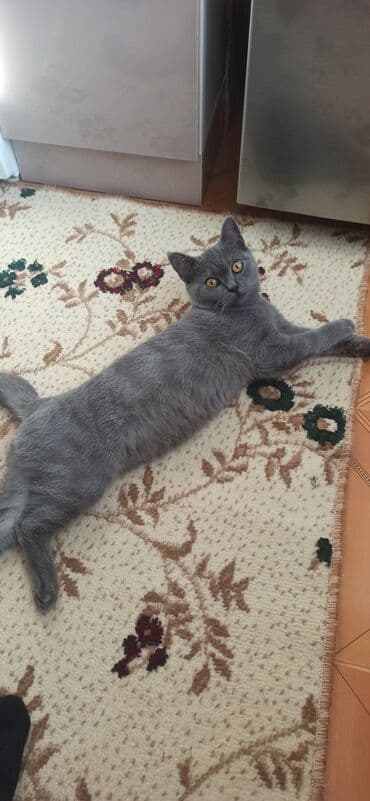 собака в добрые руки: В добрые руки — 2