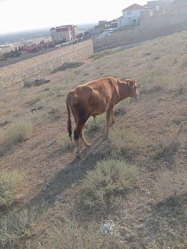 berde mal bazari: Dana erkek satilir tecili basqalari da var — 4