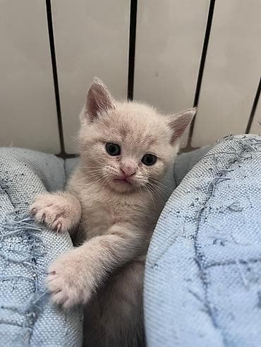 Heyvanlar üçün mallar: Erkək, Dişi, Yaxşı əllərə, Ünvandan götürmə, Pulsuz çatdırılma, Ödənişli çatdırılma — 3