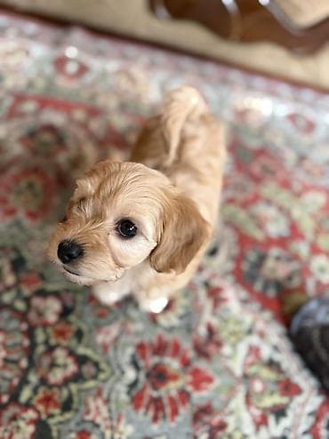 en ucuz itler: Malta bolonka, 2 ay, Dişi, Peyvəndli, Ünvandan götürmə, Pulsuz çatdırılma — 5