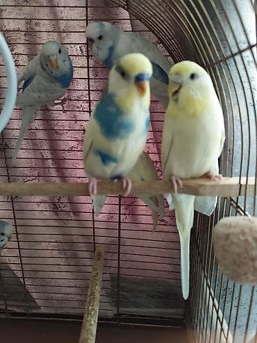 lalafo az quslar: 💛 Muhabbet quşu cütü satılır! ✨ Ana və ata 2 yaşında, tam sağlam və — 2