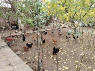 yerli inekler: Başlıq:Ev quşları Təsvir: Həyət quşları satılır: - Ördeyin xoruzu – — 16