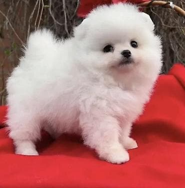 heyvan hekimi: Məhsul: Pomeranian (Spitz) balaları Diside var erkeyde Təsvir: - — 4