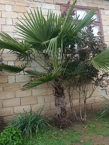 qapi pencere plastik: Xurmayı xatırladan dekorativ palma ağacı – Trachycarpus fortunei (Fan — 1