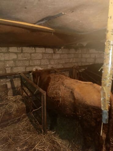 Kənd təsərrüfatı quşları: Dişi, il: 3, Ətlik, Ünvandan götürmə — 7